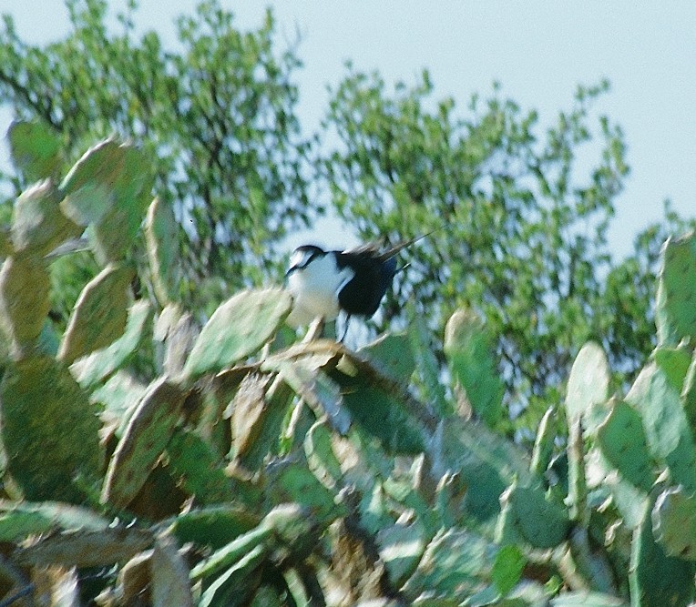 Sooty Tern - Alison Hiers