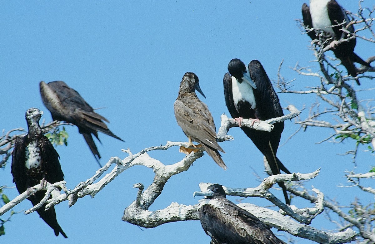 Magnificent Frigatebird - ML624130430