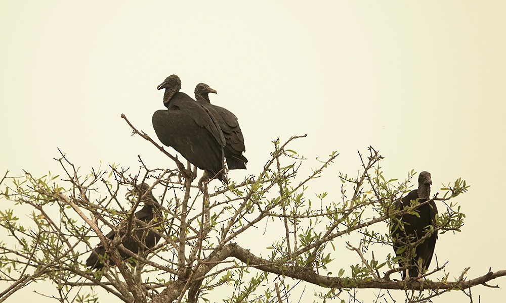 Black Vulture - ML624130437