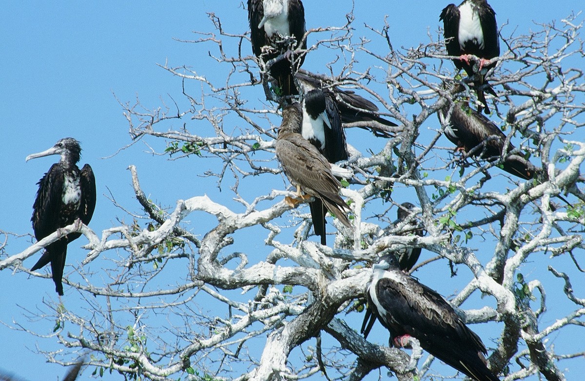 Magnificent Frigatebird - ML624130439