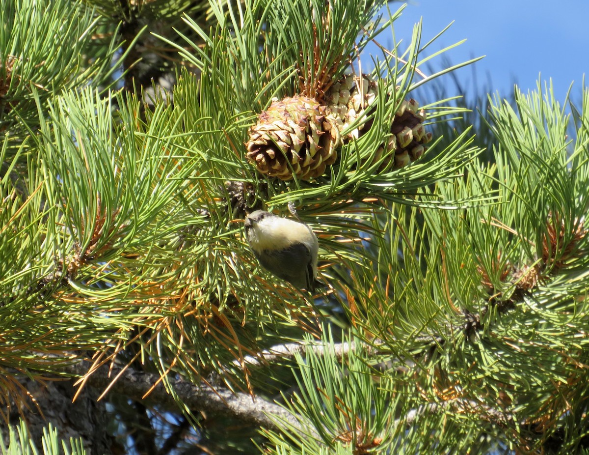 Pygmy Nuthatch - Al Zerbe