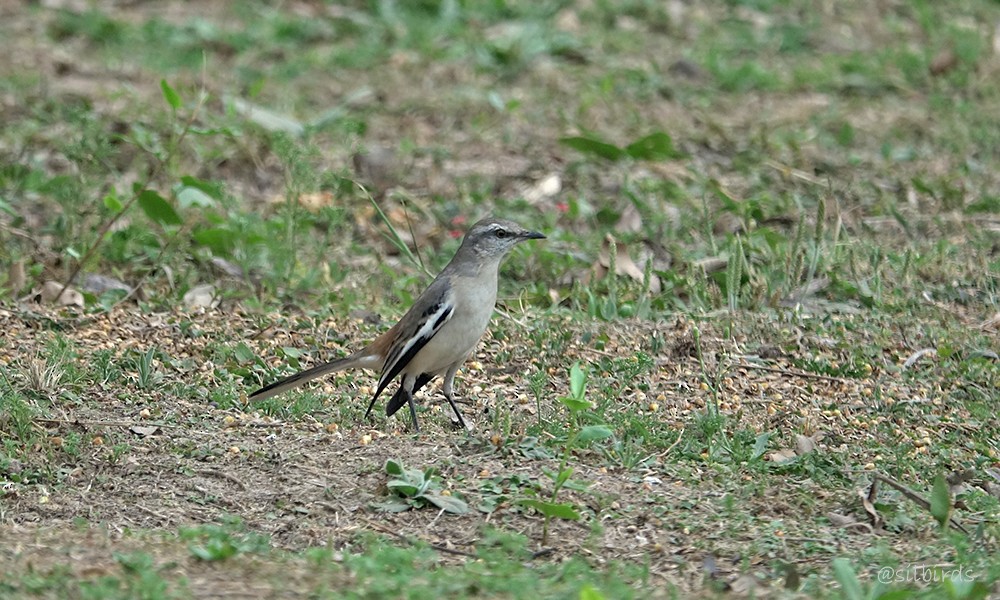 White-banded Mockingbird - ML624130457