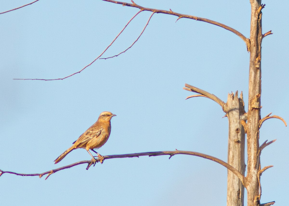 Chalk-browed Mockingbird - ML624130462