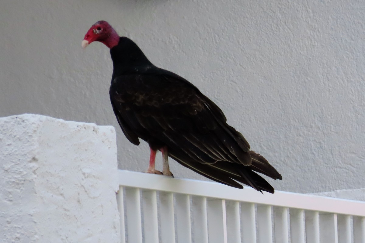 Turkey Vulture - ML624130467