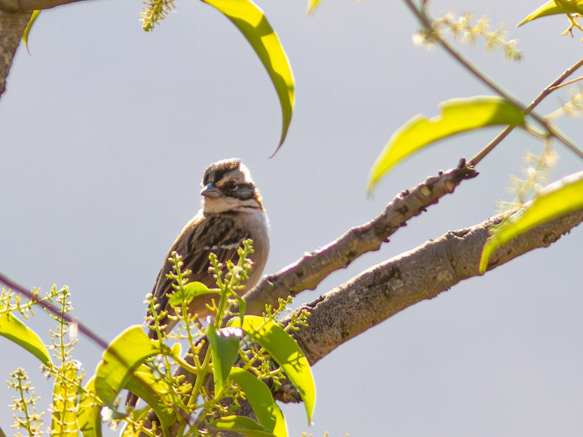 Rufous-collared Sparrow - ML624130479