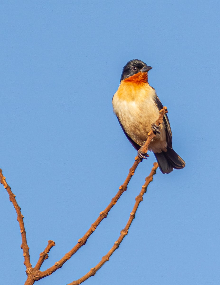 White-rumped Tanager - Daniel Esser