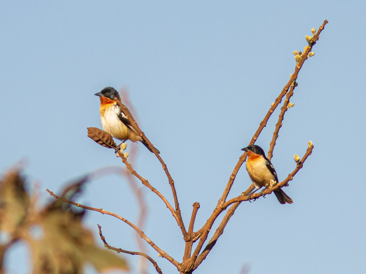 White-rumped Tanager - ML624130484