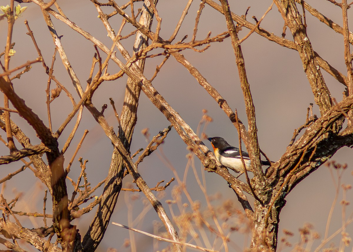 White-rumped Tanager - ML624130485