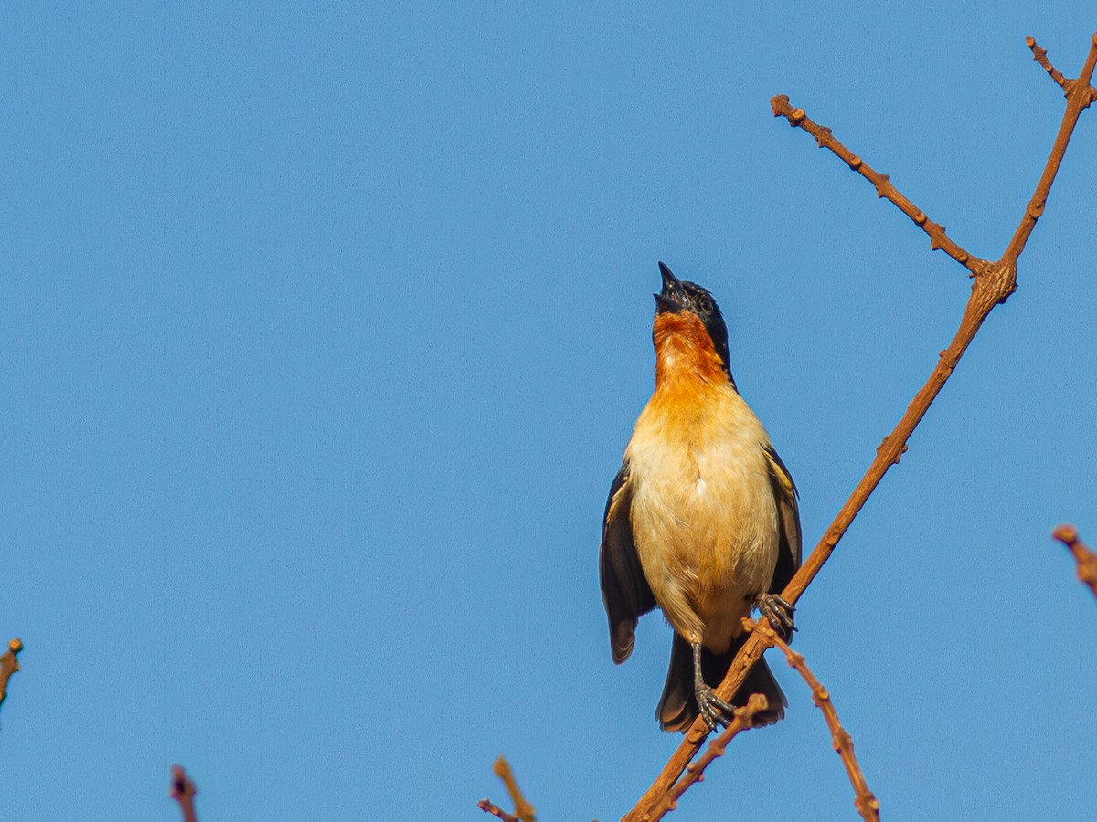 White-rumped Tanager - ML624130486