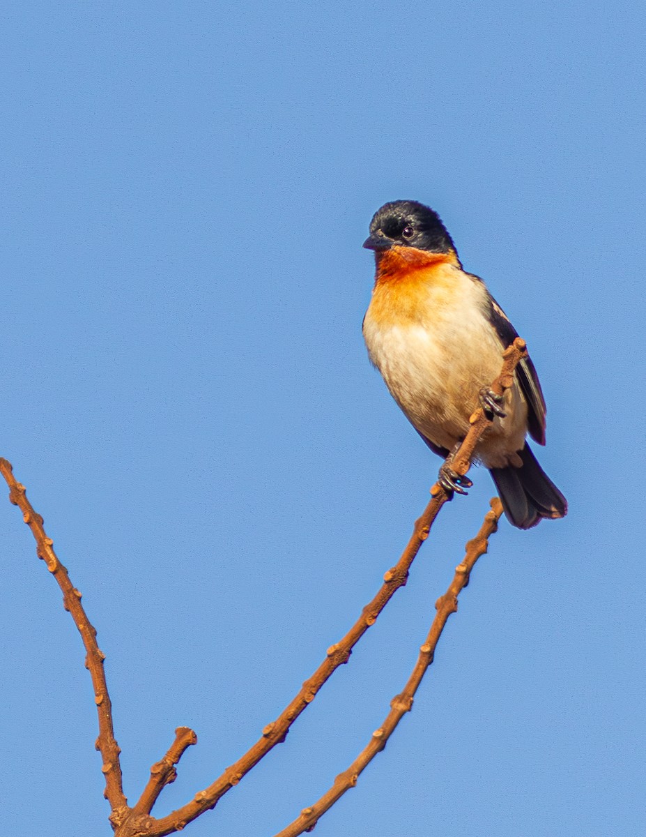 White-rumped Tanager - ML624130487