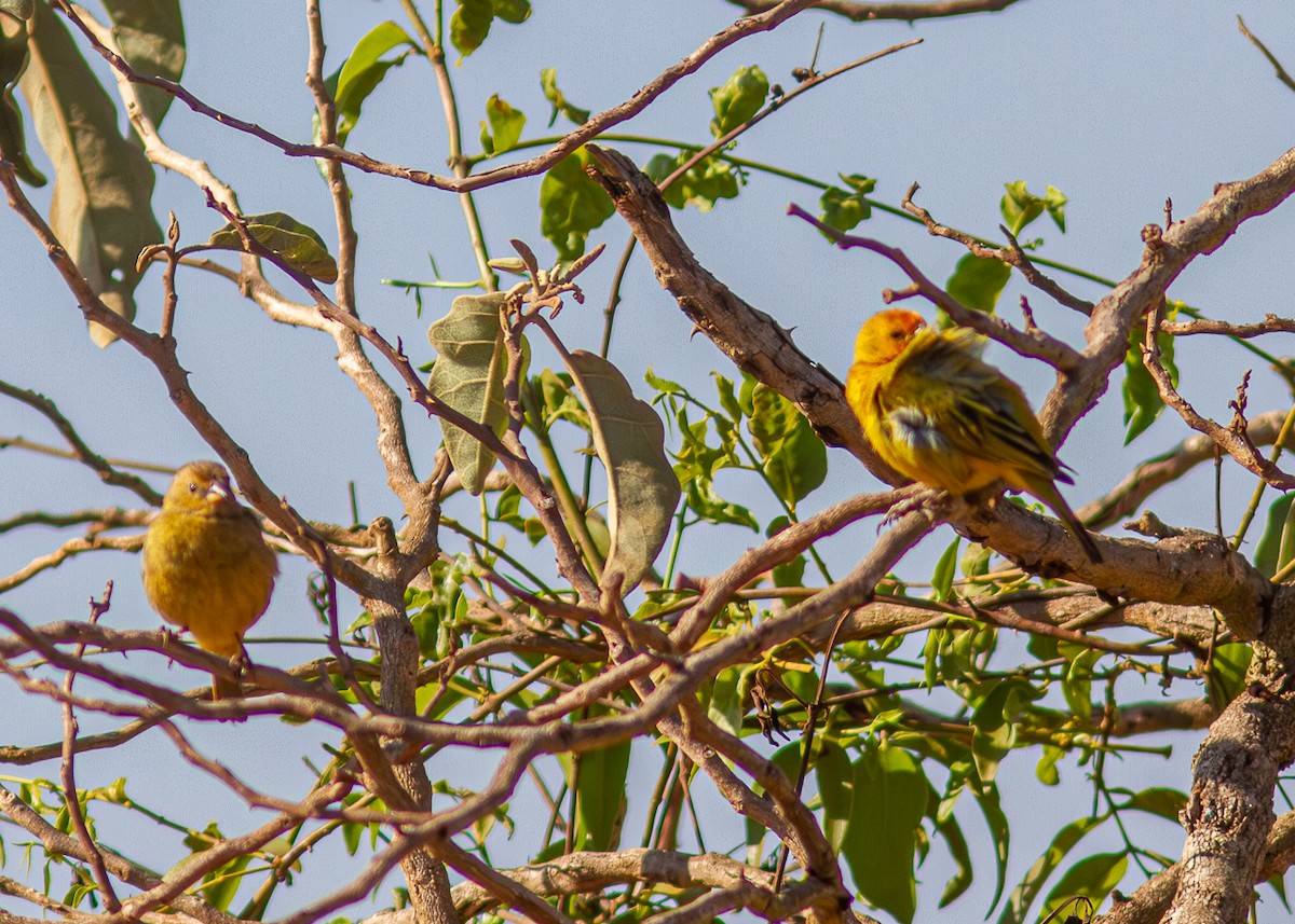 Saffron Finch - ML624130488