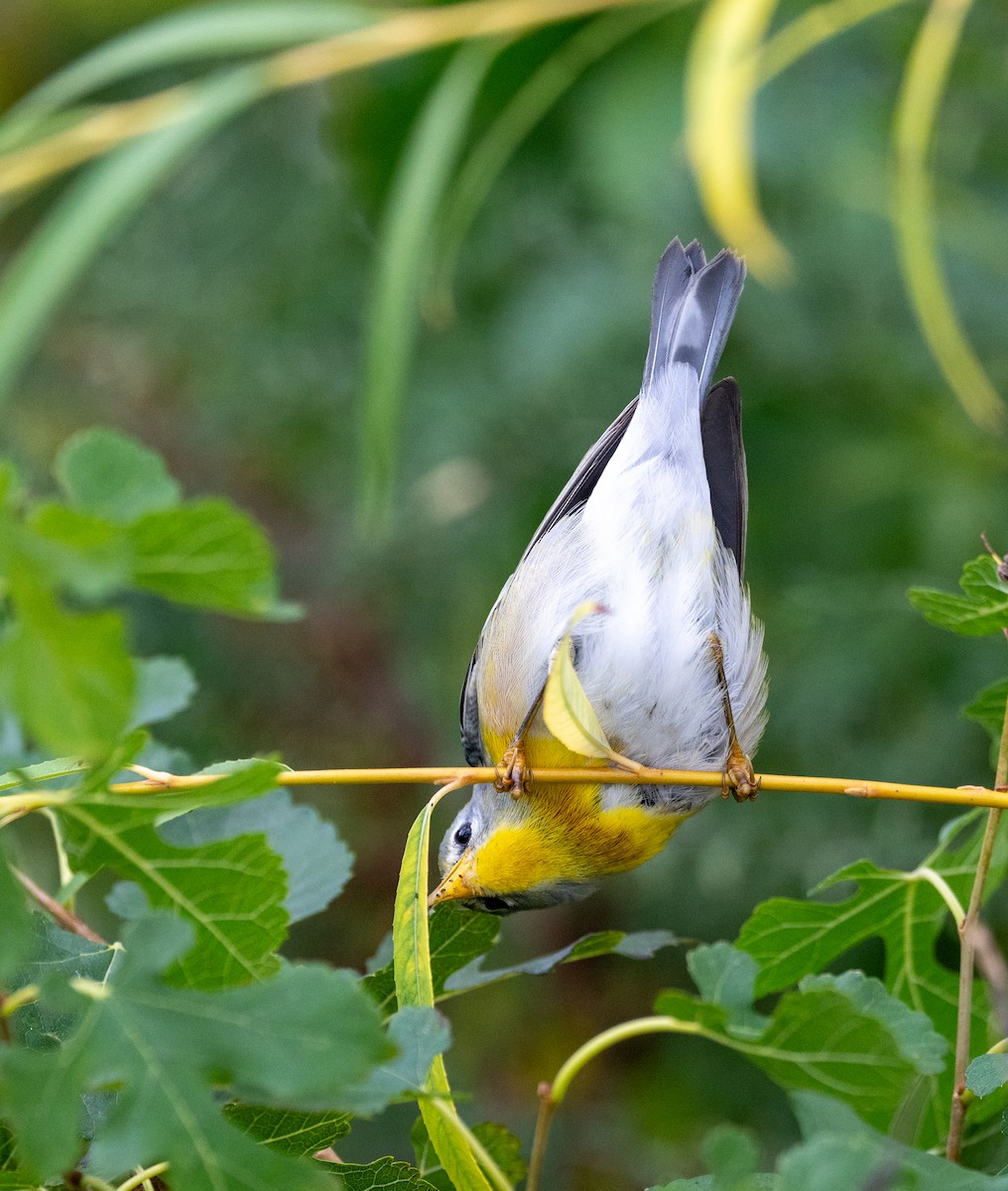 Northern Parula - ML624130493