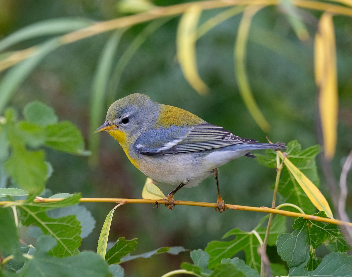 Northern Parula - ML624130500