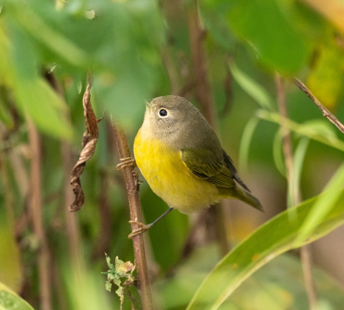 Nashville Warbler - ML624130503