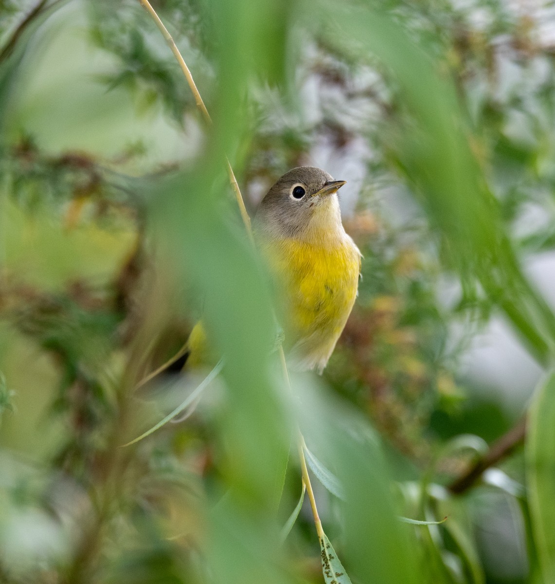 Nashville Warbler - ML624130507