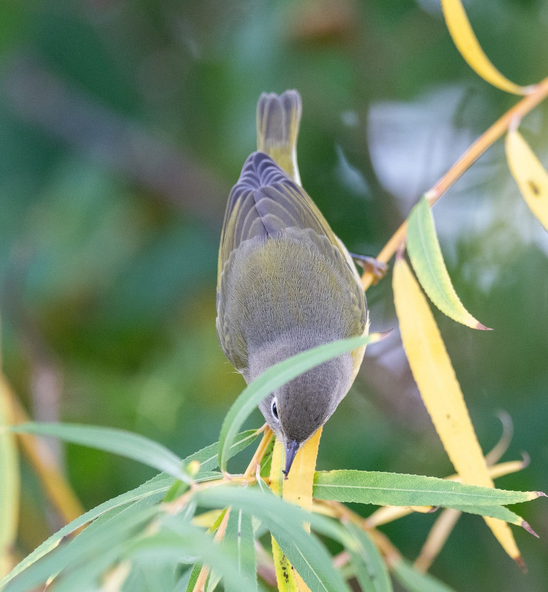 Nashville Warbler - ML624130508