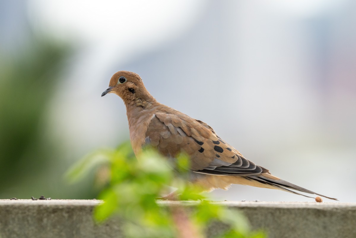 Mourning Dove - ML624130510