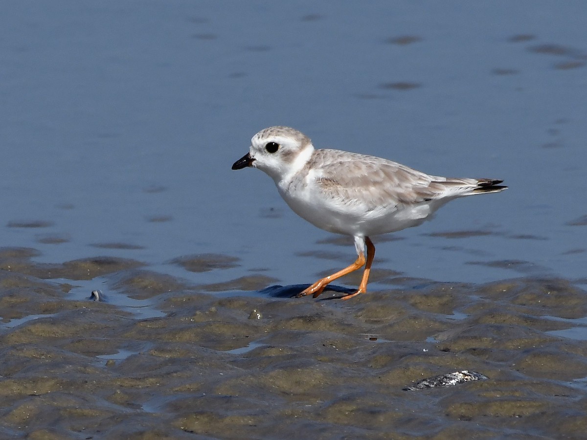 Piping Plover - ML624130543