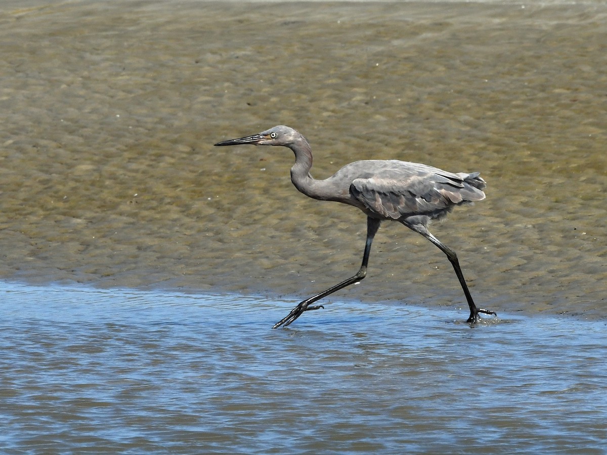 Reddish Egret - ML624130547