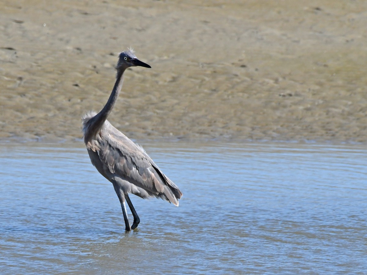 Reddish Egret - ML624130548