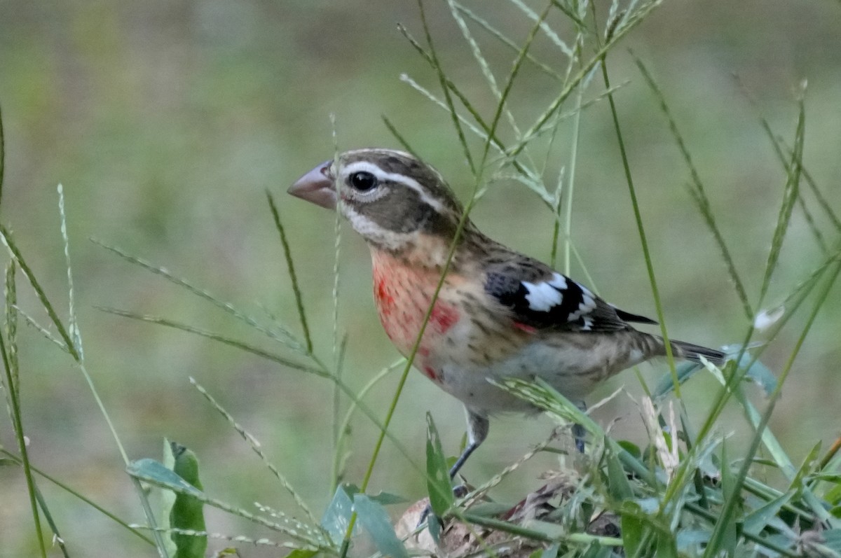 Rose-breasted Grosbeak - Kimberly Miskiewicz