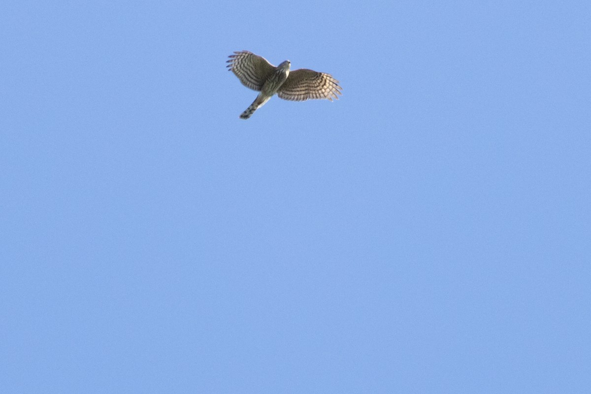 Sharp-shinned Hawk - ML624130563