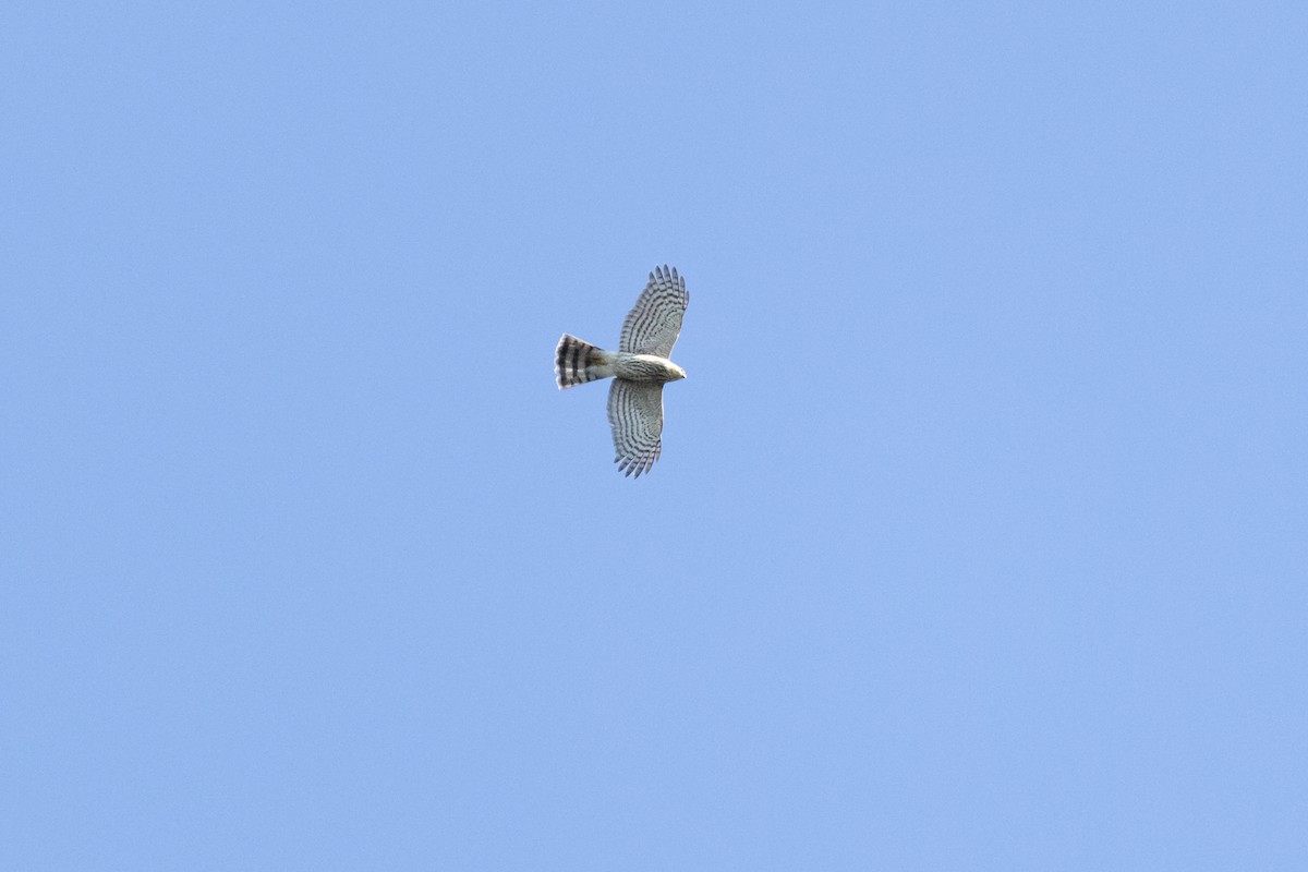 Sharp-shinned Hawk - ML624130564