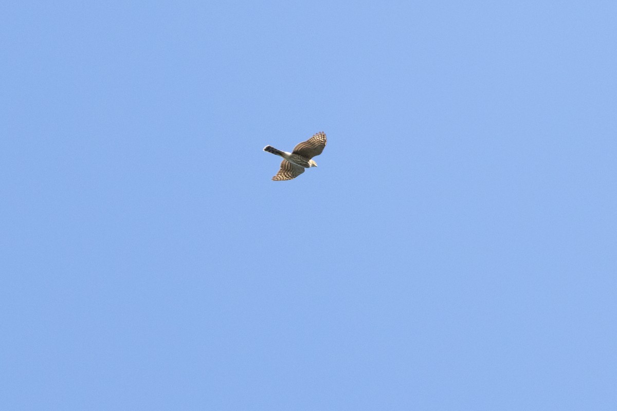 Sharp-shinned Hawk - ML624130565