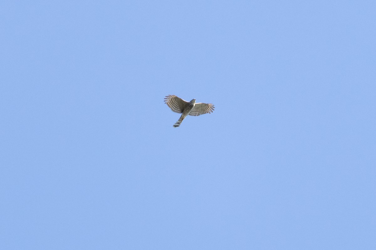 Sharp-shinned Hawk - ML624130566