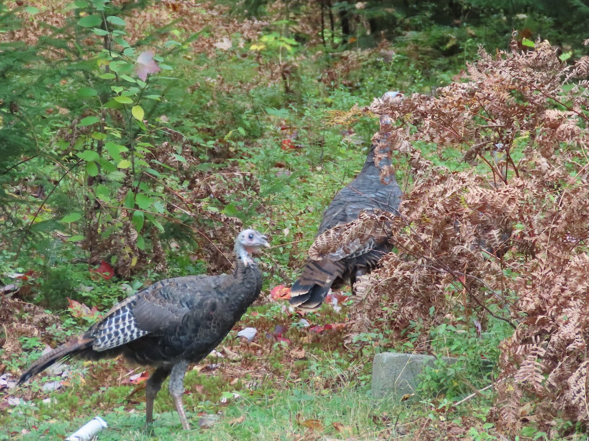 Wild Turkey - Gaëlle Veillette