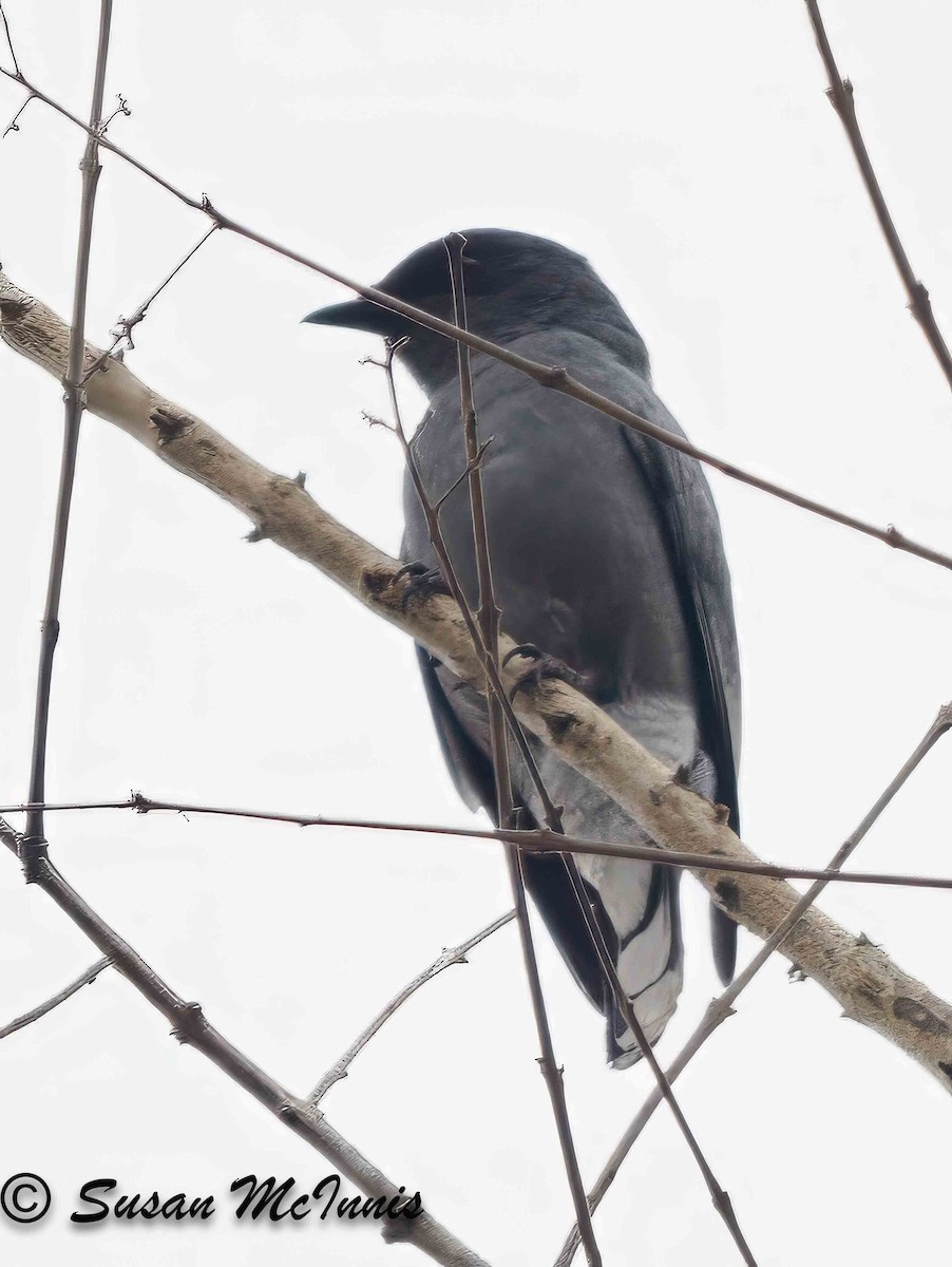 Ashy Drongo - Susan Mac