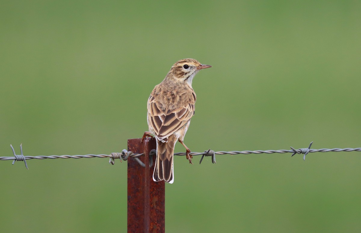 Australian Pipit - ML624130622