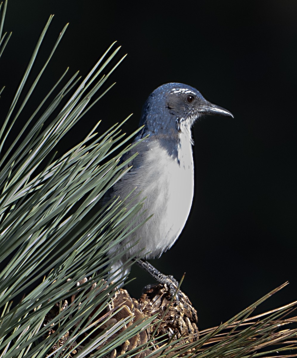 California Scrub-Jay - ML624130624