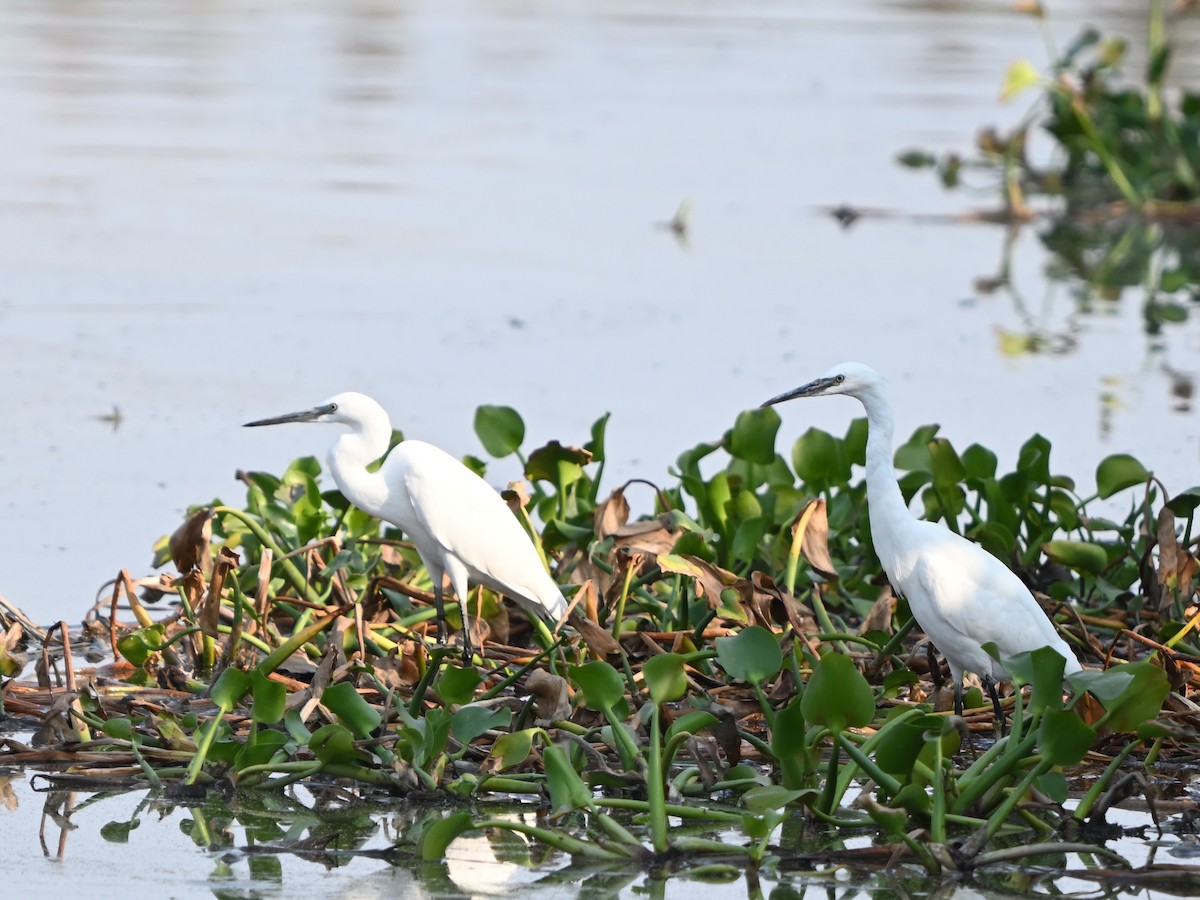 Little Egret - Manuel Espenica