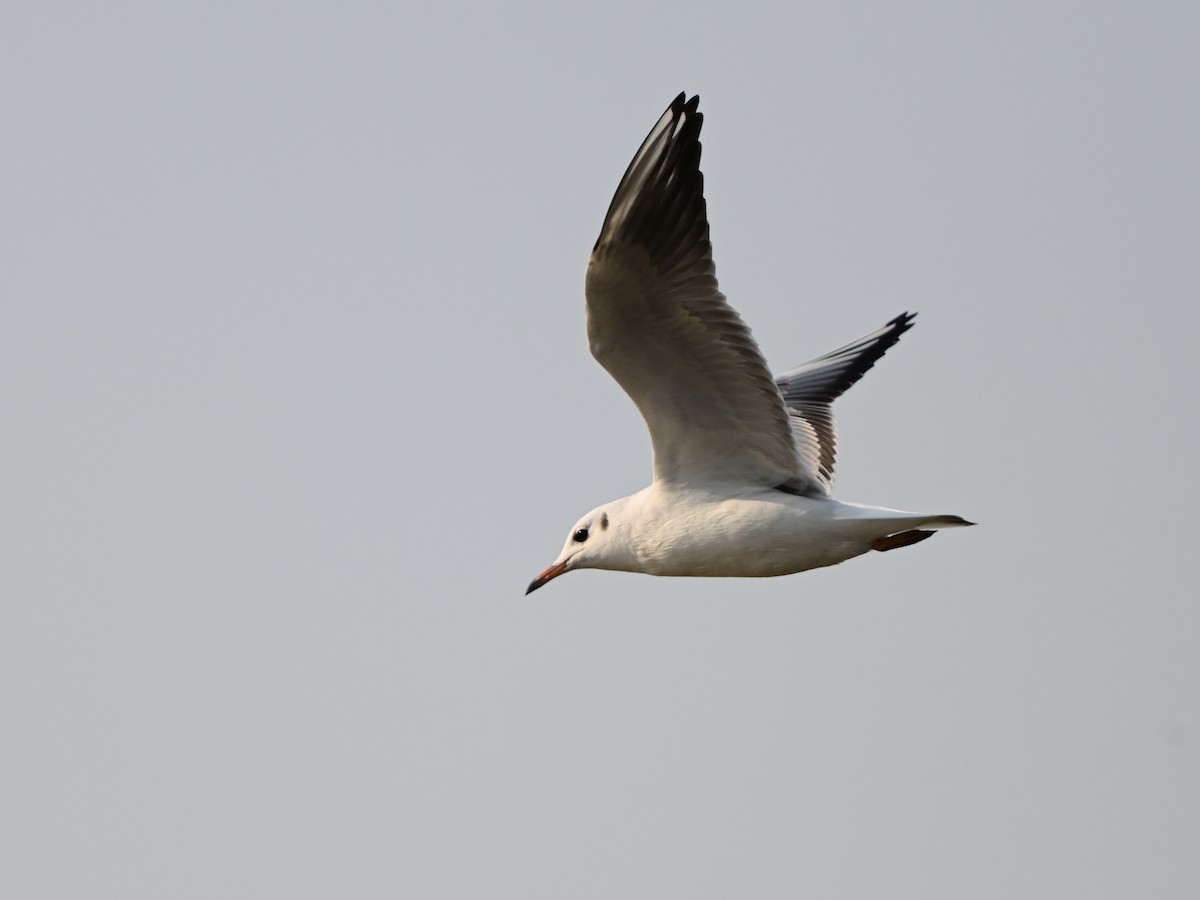 Mouette rieuse - ML624130628