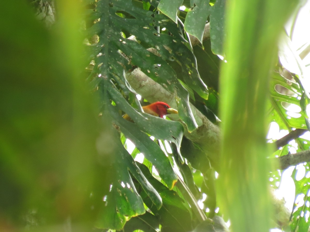 Scarlet-hooded Barbet - ML624130631