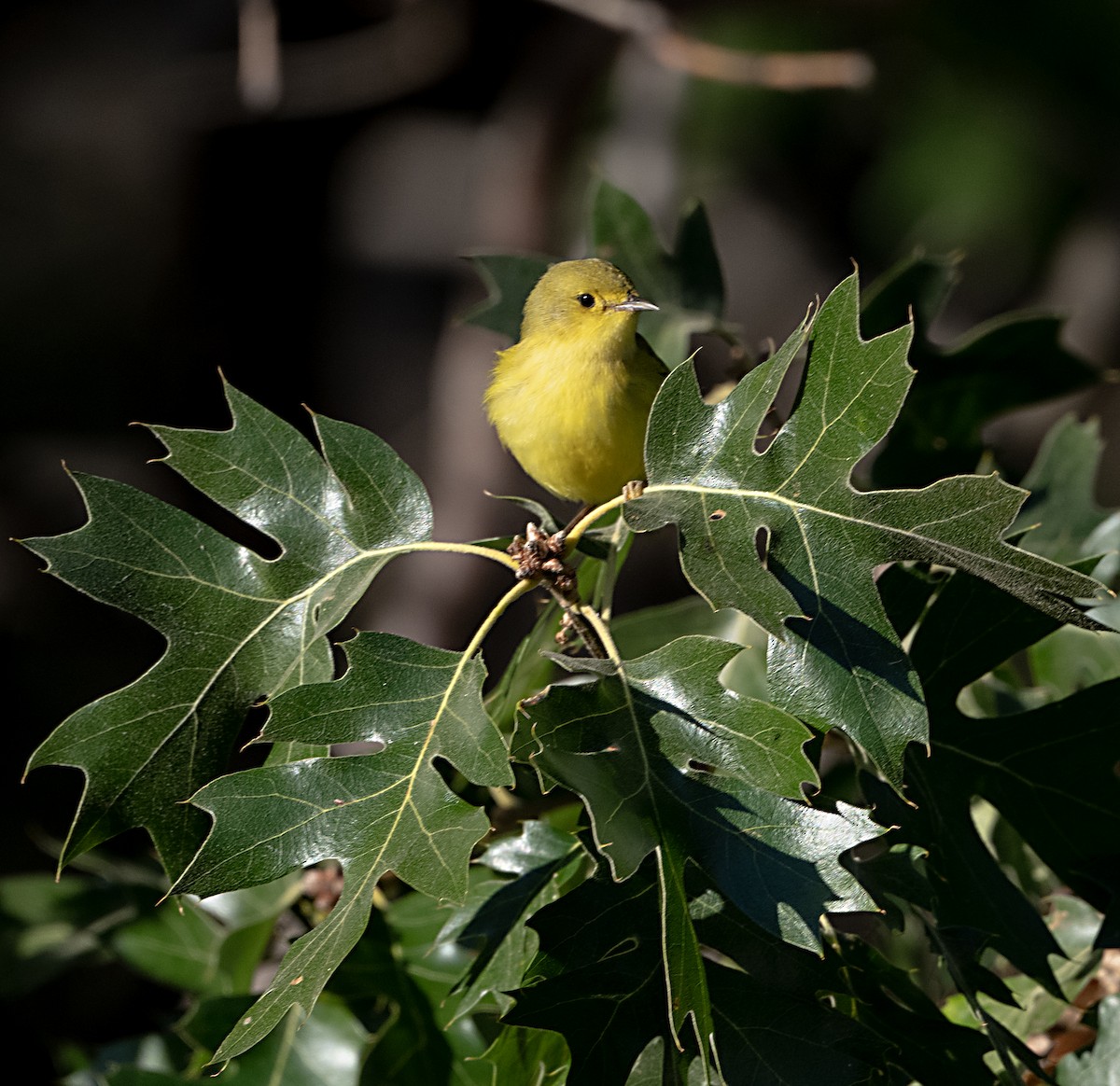 Yellow Warbler - ML624130647