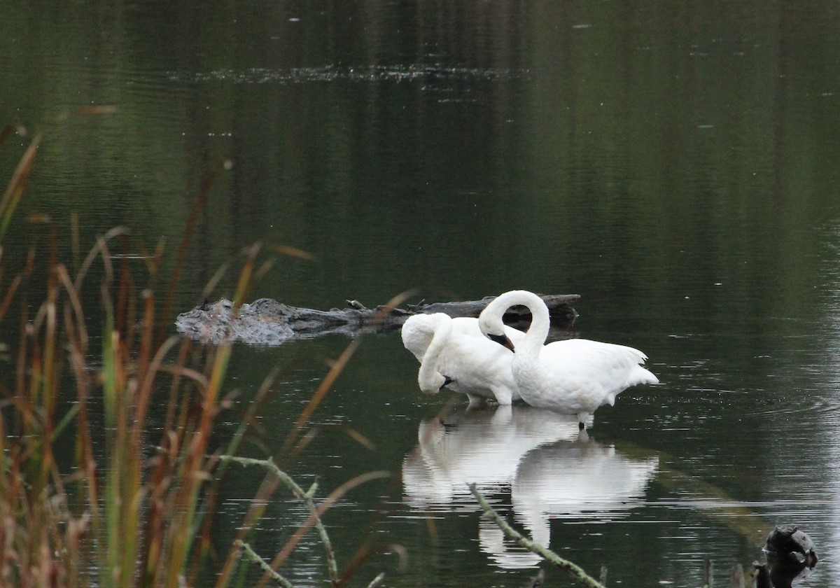 Trumpeter Swan - ML624130672