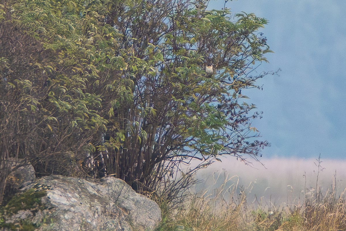 Great Spotted Cuckoo - ML624130677