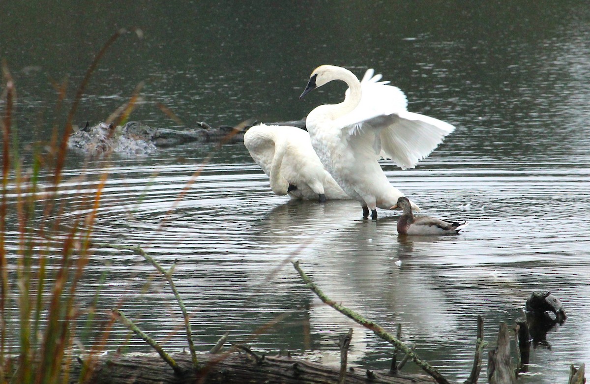 Trumpeter Swan - ML624130685