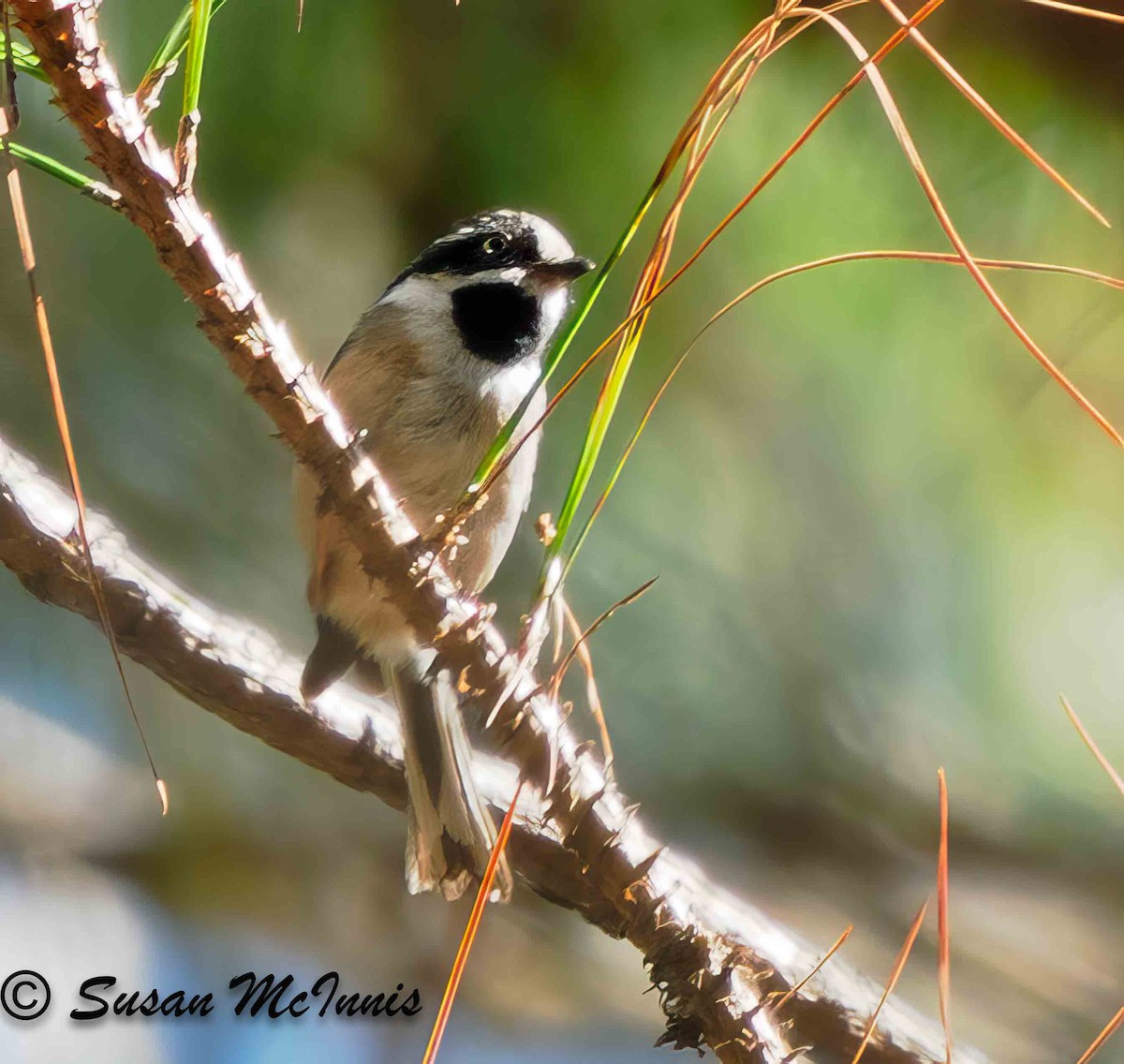 Black-throated Tit (Gray-crowned) - ML624130699