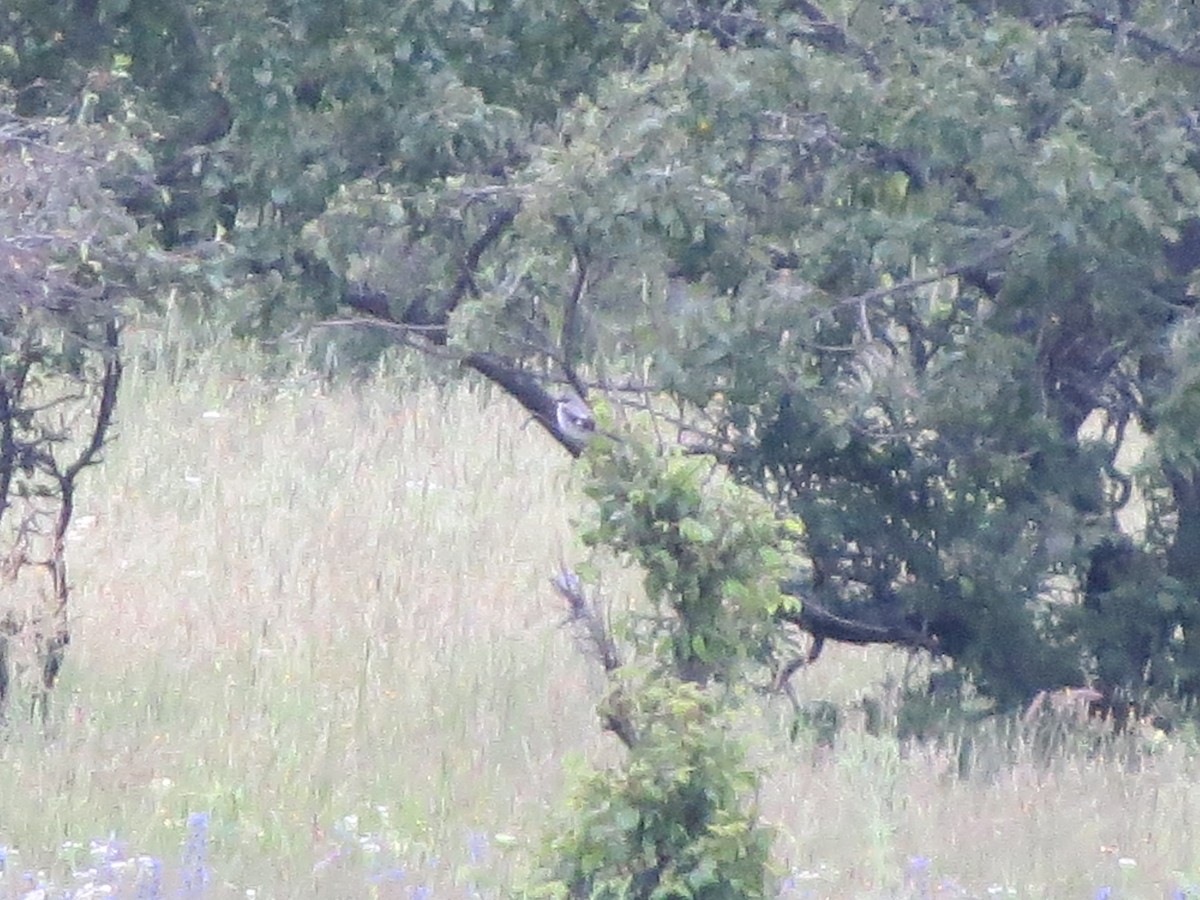 Loggerhead Shrike - ML62413071