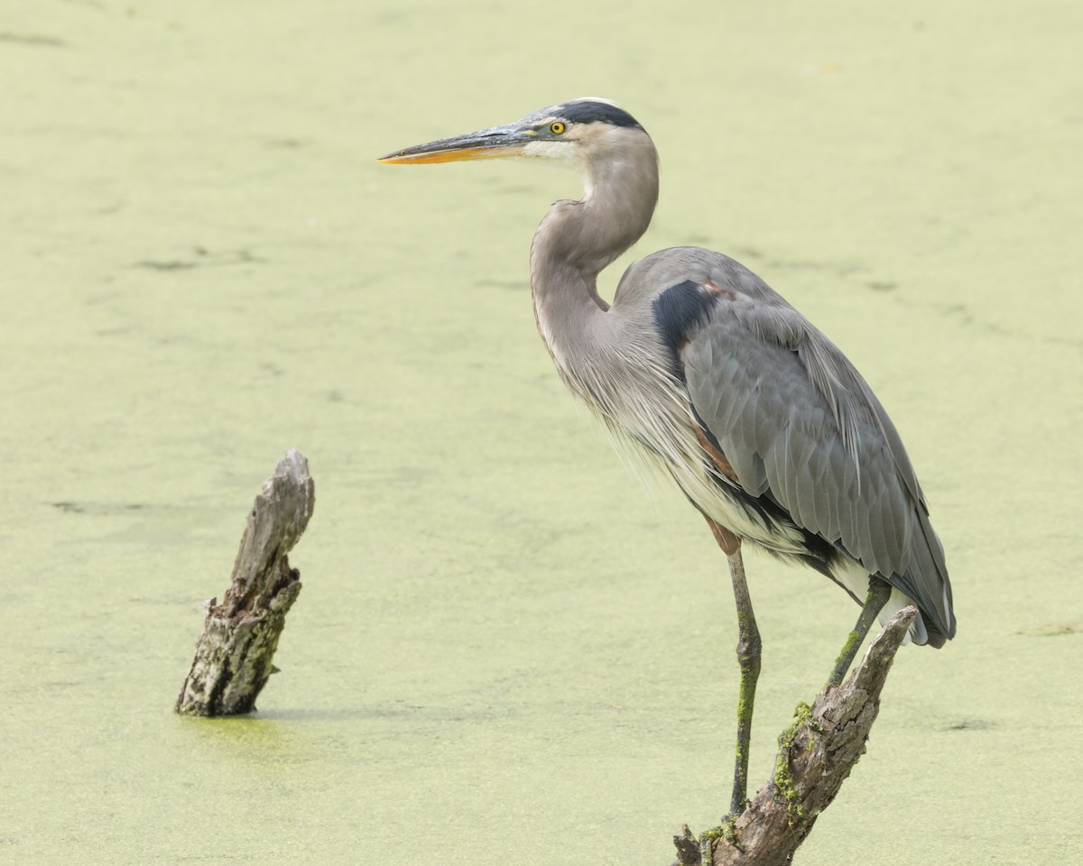 Great Blue Heron - ML624130768