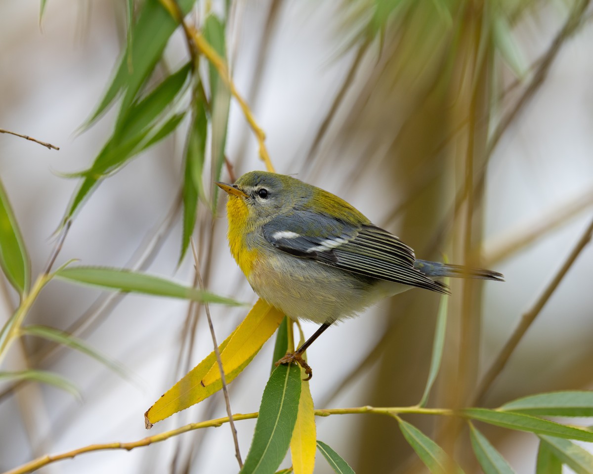 Northern Parula - ML624130815