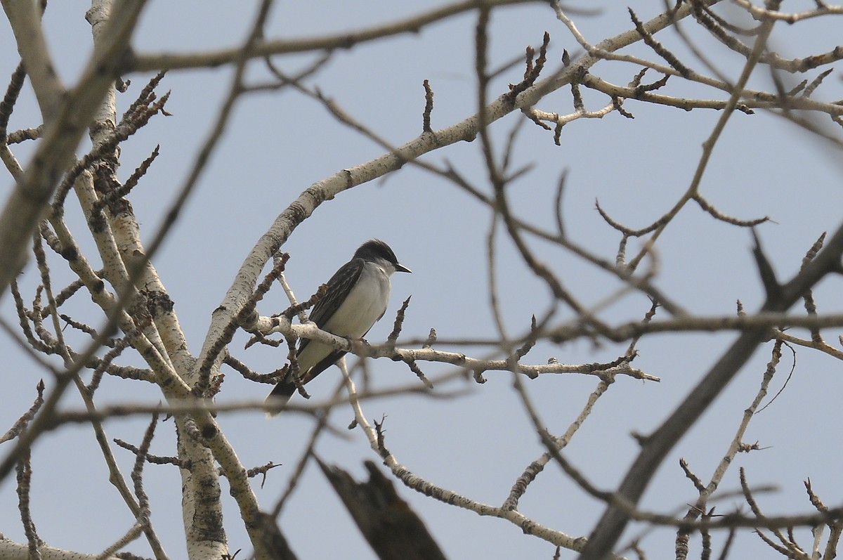 Eastern Kingbird - Augusto Faustino