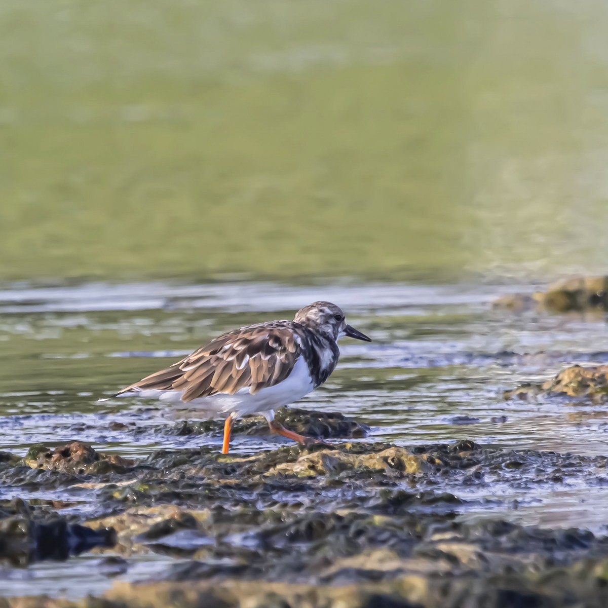 Ruddy Turnstone - ML624130893