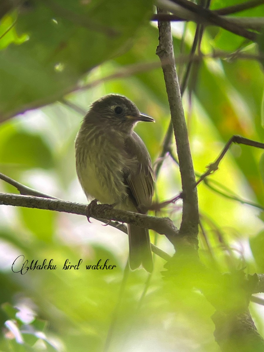 Olive-streaked Flycatcher - ML624130909