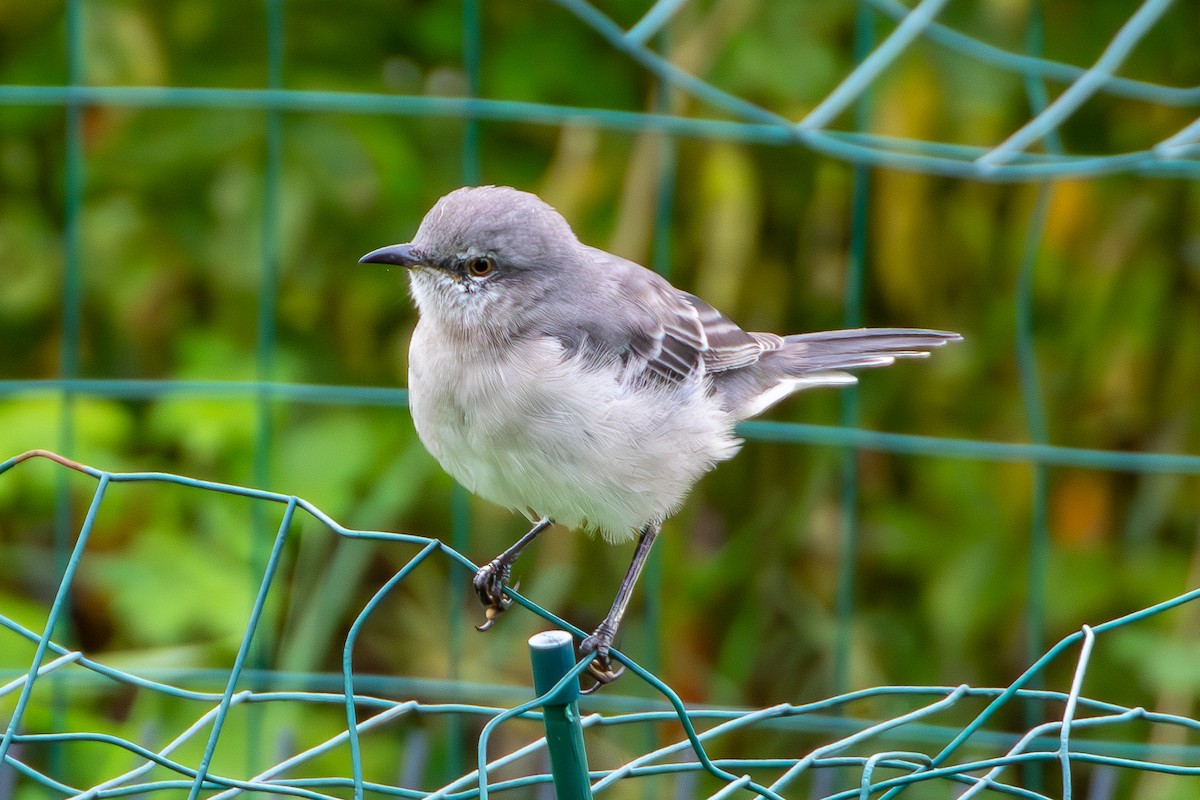 Northern Mockingbird - David Bergstrom