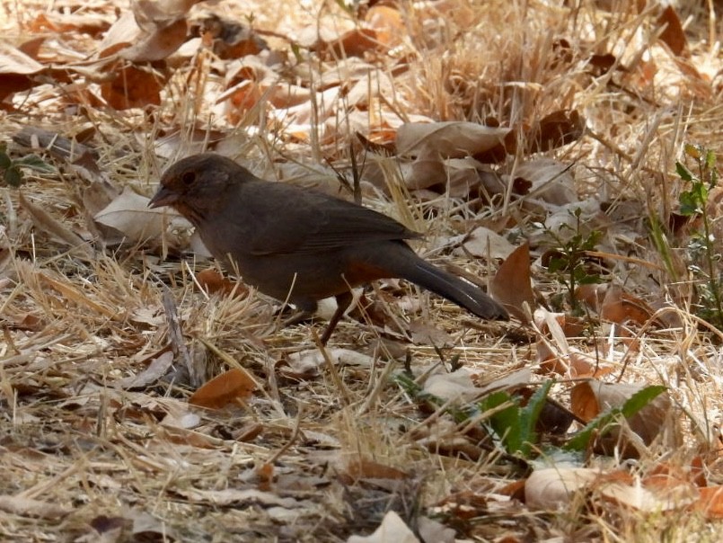 California Towhee - Tiffany Erickson