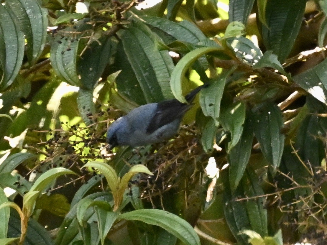 Blue-and-black Tanager - ML624130936